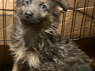 German Shepherd dogs German Shepherd Puppies Liver Isabella Blue Black - Advert 14