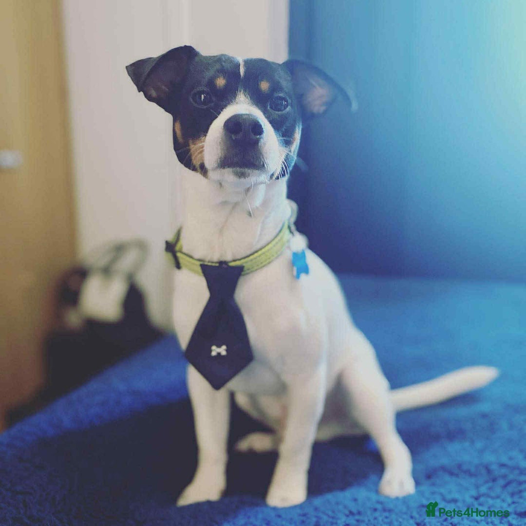 Jack Russell dogs for sale: 5-Year-Old Jack Russell Terrier Needs New Home - Image 3