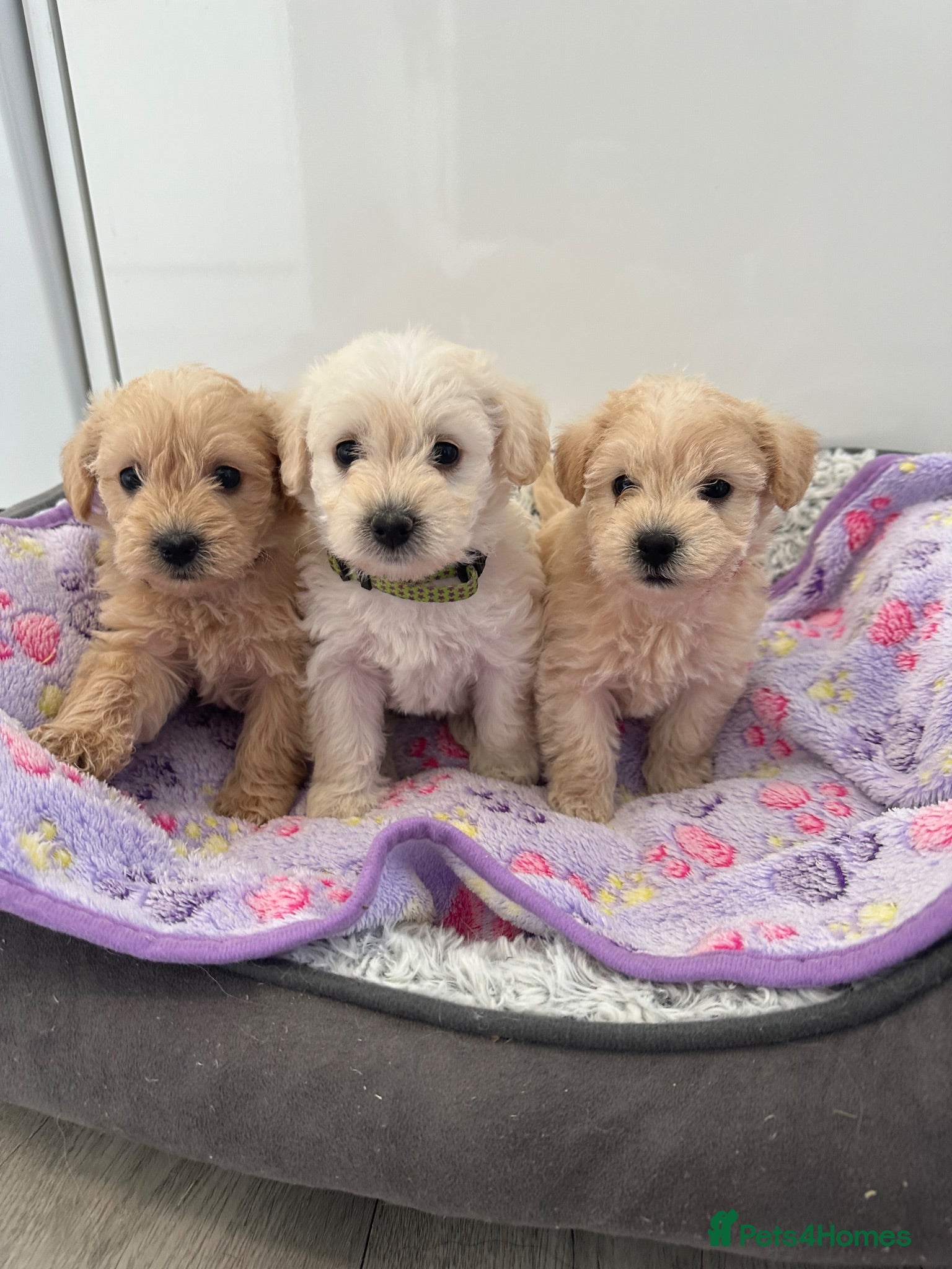 Westiepoo dogs Beautiful westiepoo puppies  - Advert 4