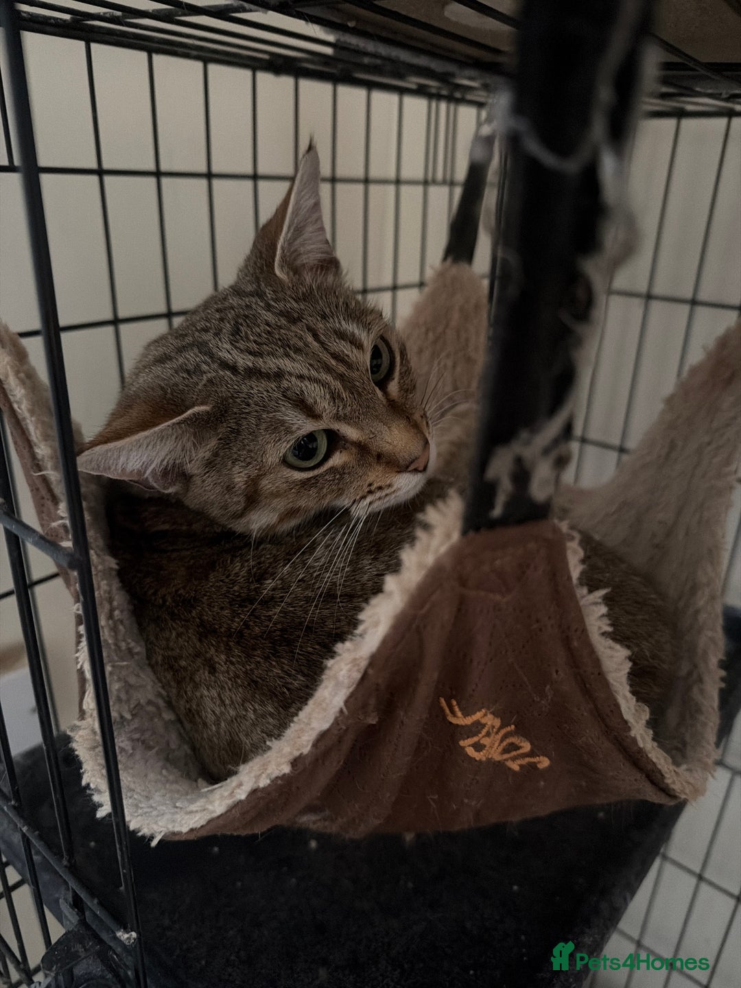 Egyptian Mau cats for sale: Stunning queen egyptian mau active - Advert 2