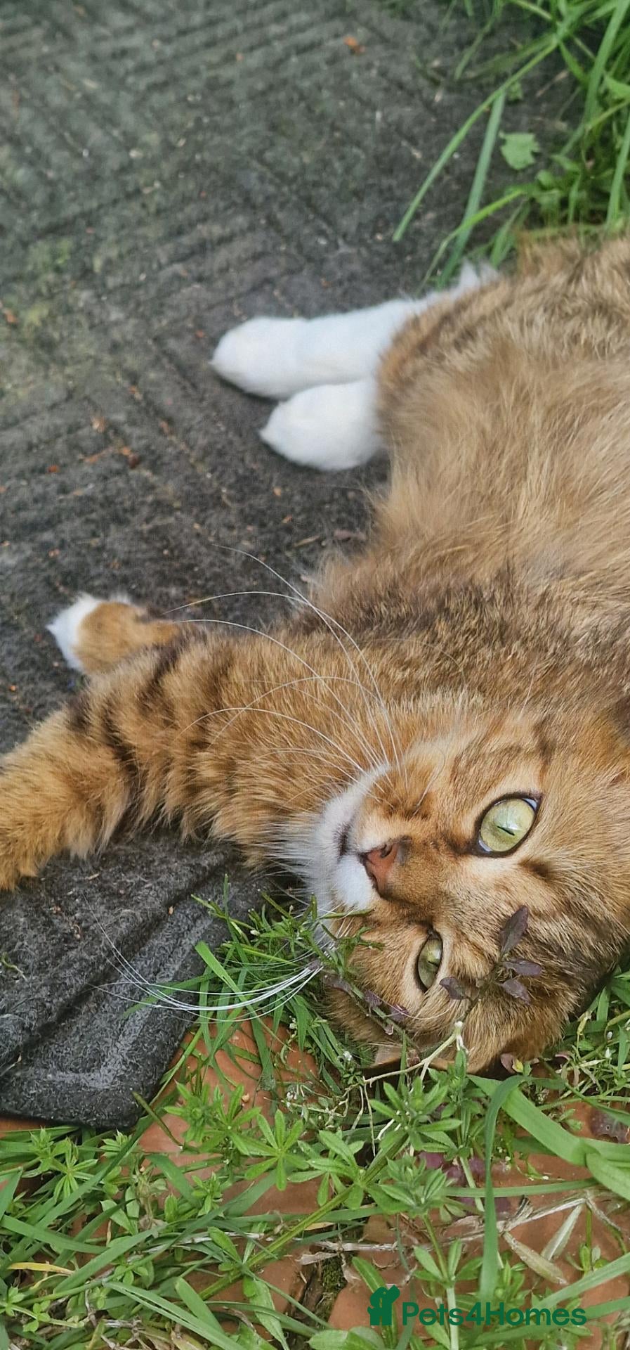 Mixed Breed cats 4 kittens looking for home in North Hampshire - Advert 2