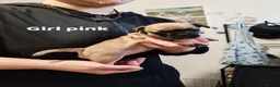 Mixed Breed dogs for sale: Puppy's for sale  - Advert 8