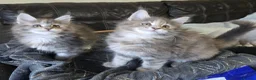 Maine Coon cats for sale: Stunning TICA registered girls - Advert 7