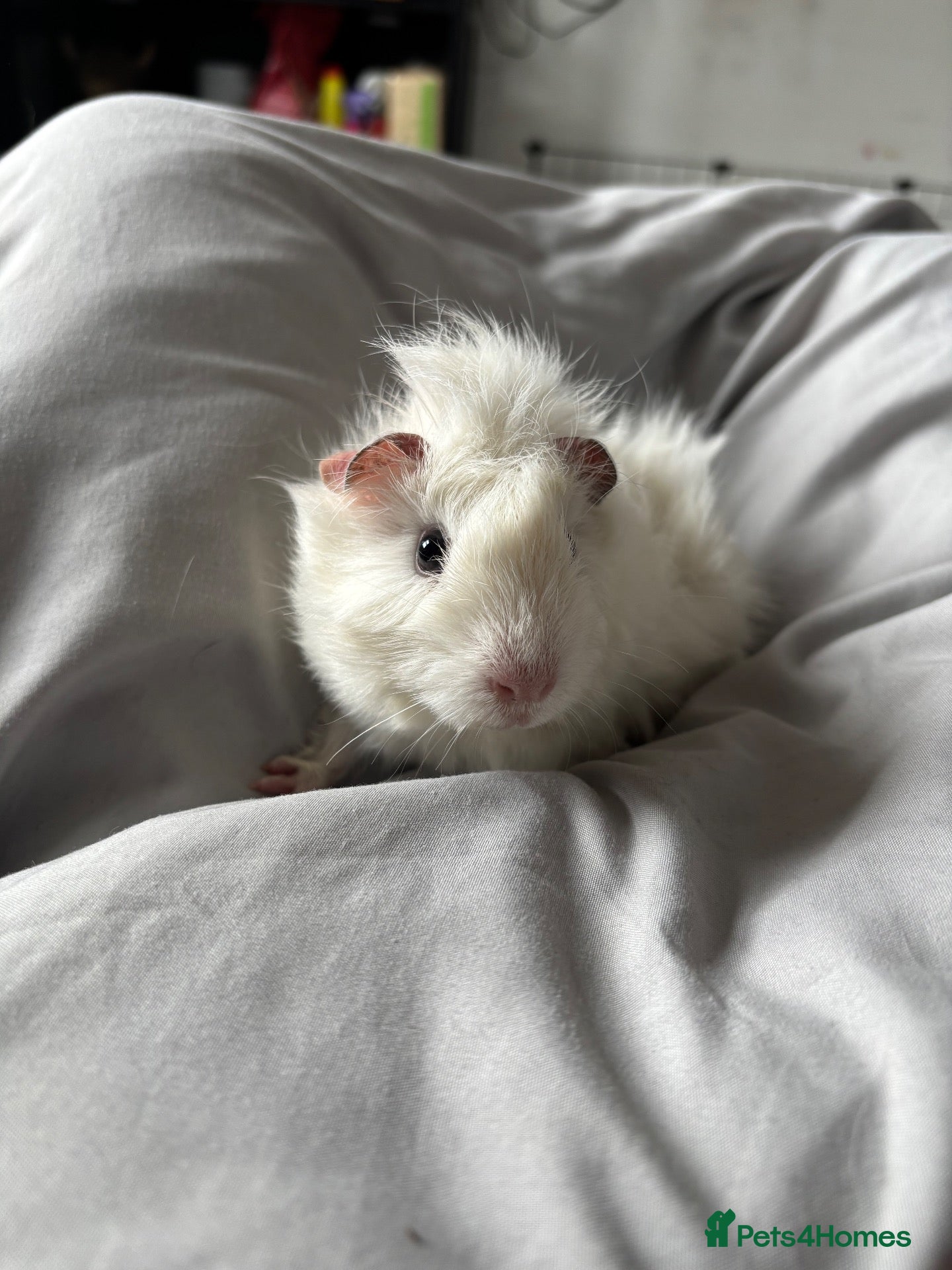 Guinea Pig rodents 4 boy pigs with cage and accessories  - Advert 11