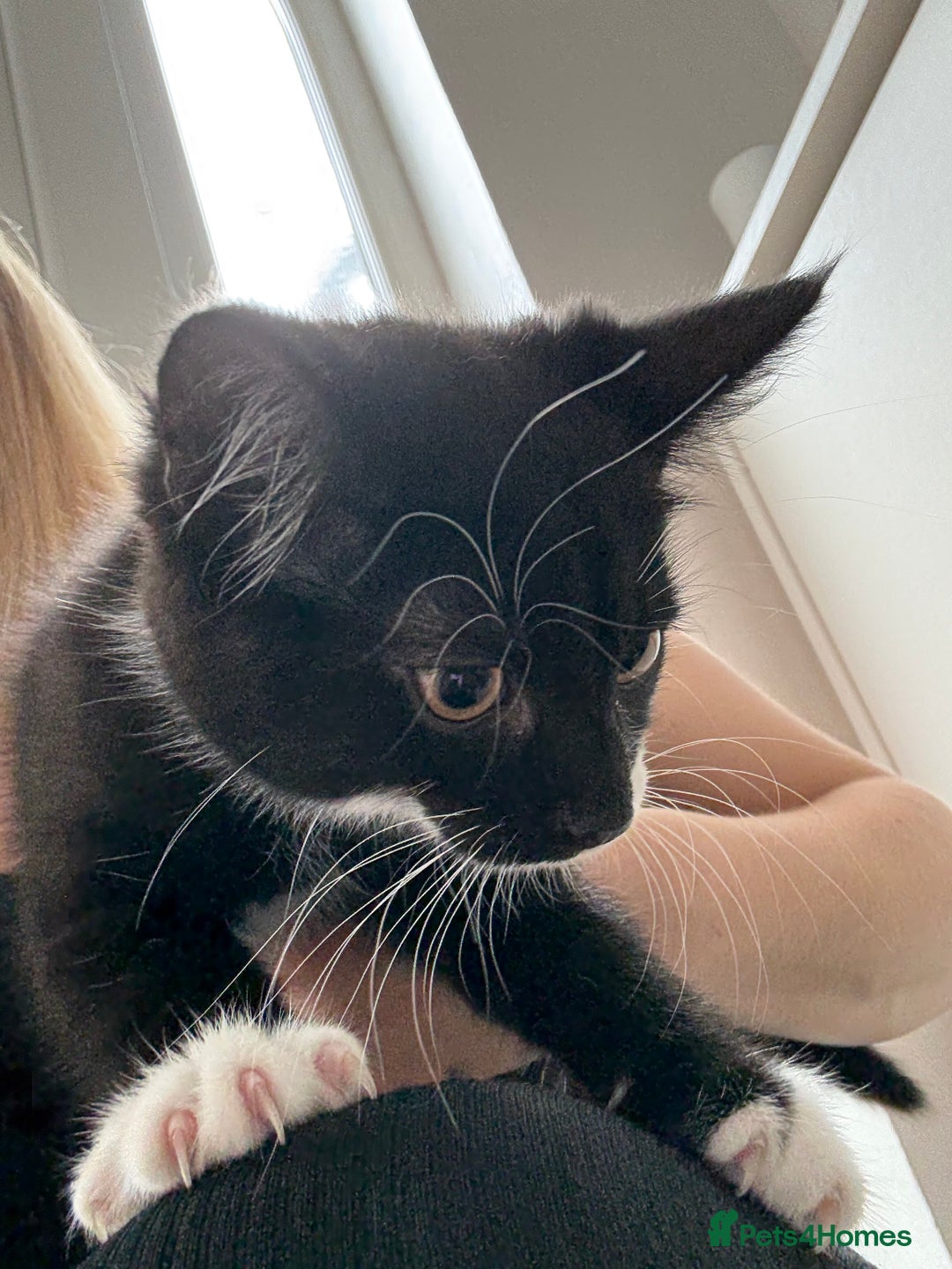Mixed Breed cats for sale: Kittens mixed breed - Image 3