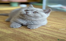 British Shorthair cats for sale: Solid Gccf lilac boy  - Image 1