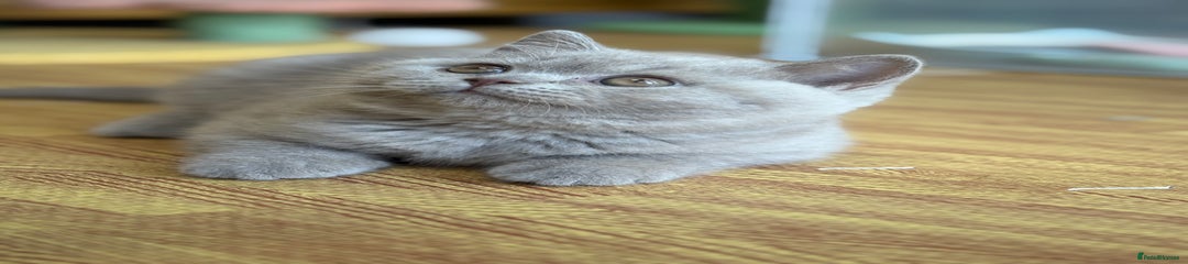 British Shorthair Kitten 1