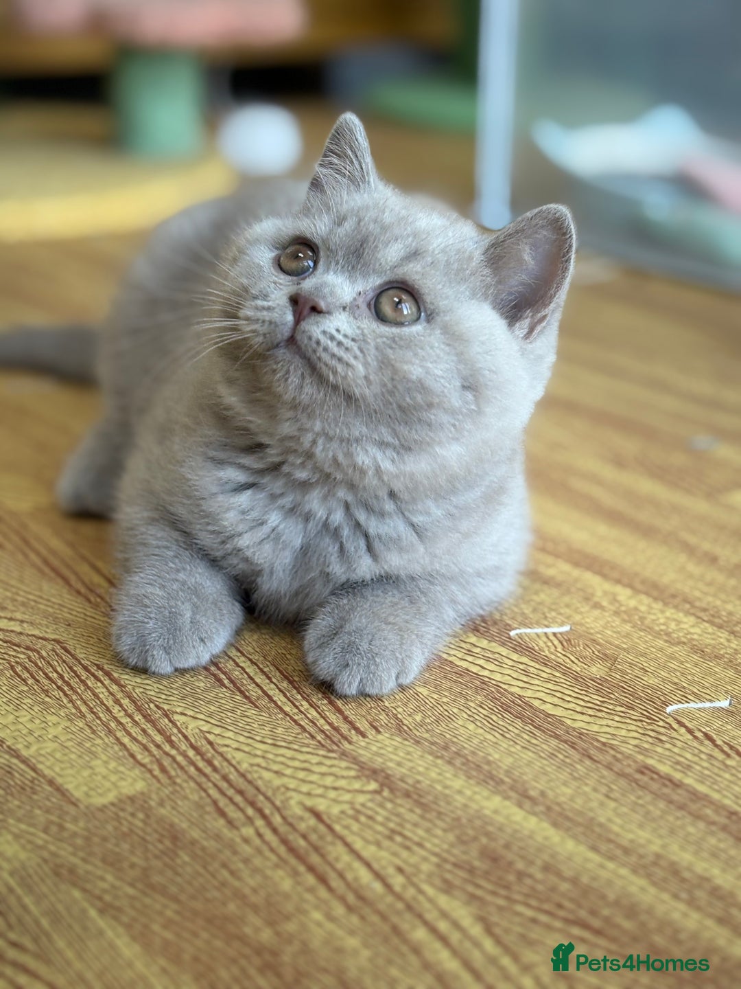 British Shorthair cats for sale: Solid Gccf lilac boy  - Image 1
