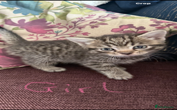 Mixed Breed cats for sale: Last female tabby Ready to go  - Advert 2