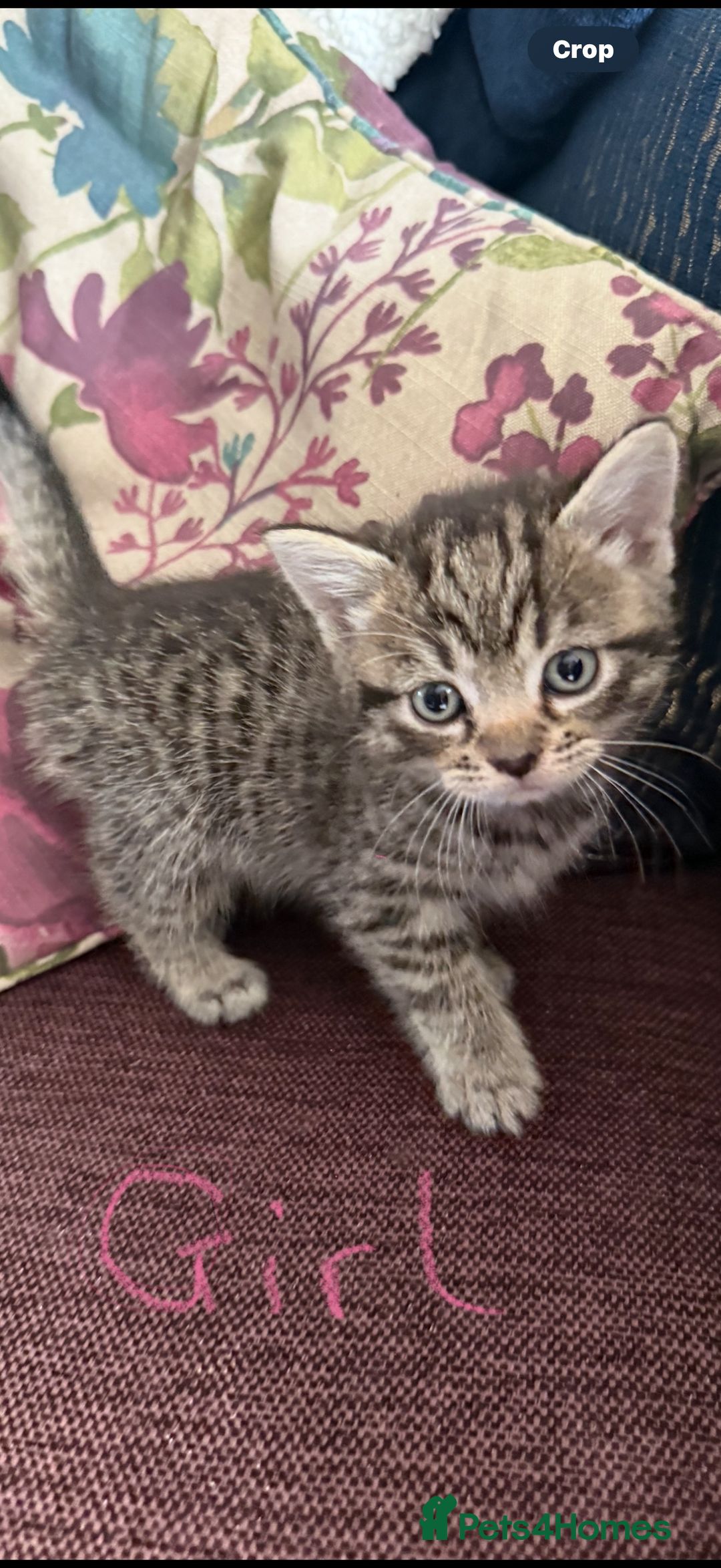 Mixed Breed cats for sale: Last female tabby Ready to go  - Advert 2