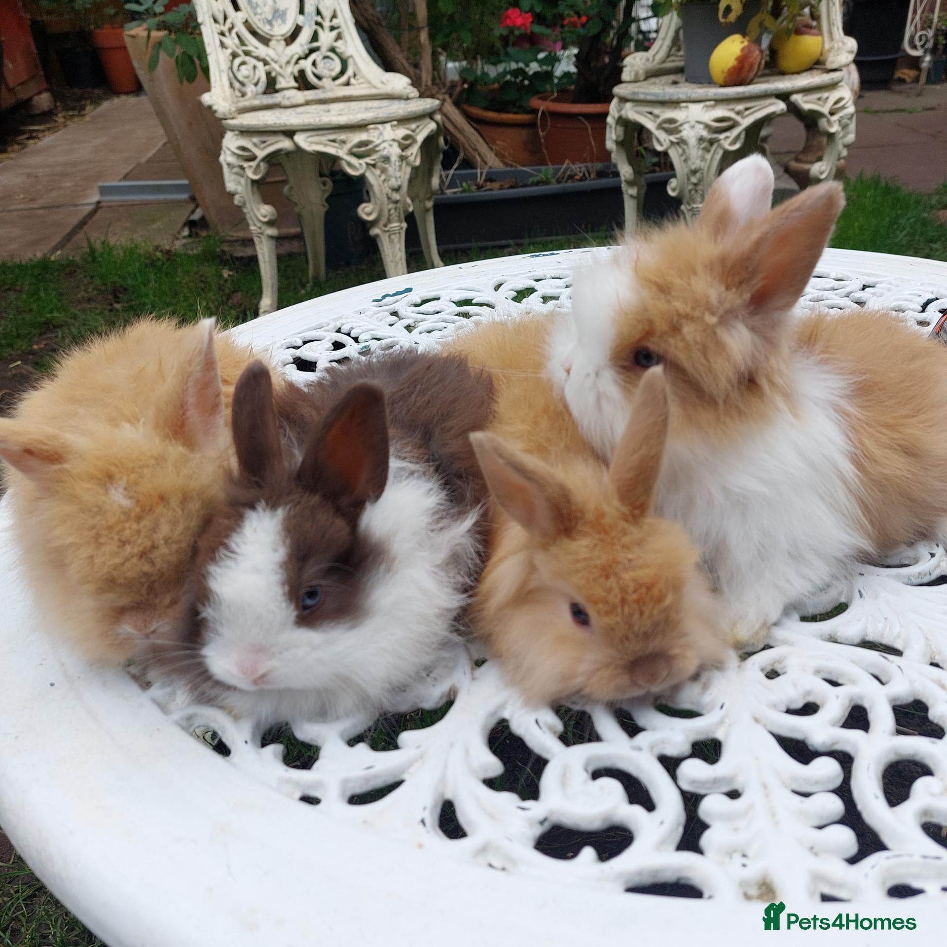 Lionhead rabbits PUREBRED DOUBLE/TEDDY LION HEAD BABIES  - Advert 2