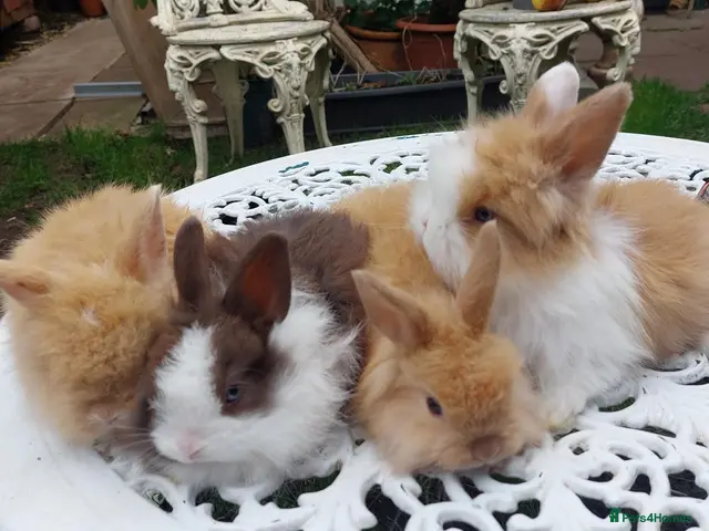 Lionhead rabbits PUREBRED DOUBLE/TEDDY LION HEAD BABIES - Advert 1