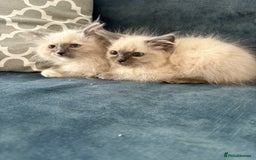 Ragdoll cats for sale: Pure ragdoll kittens  - Image 8