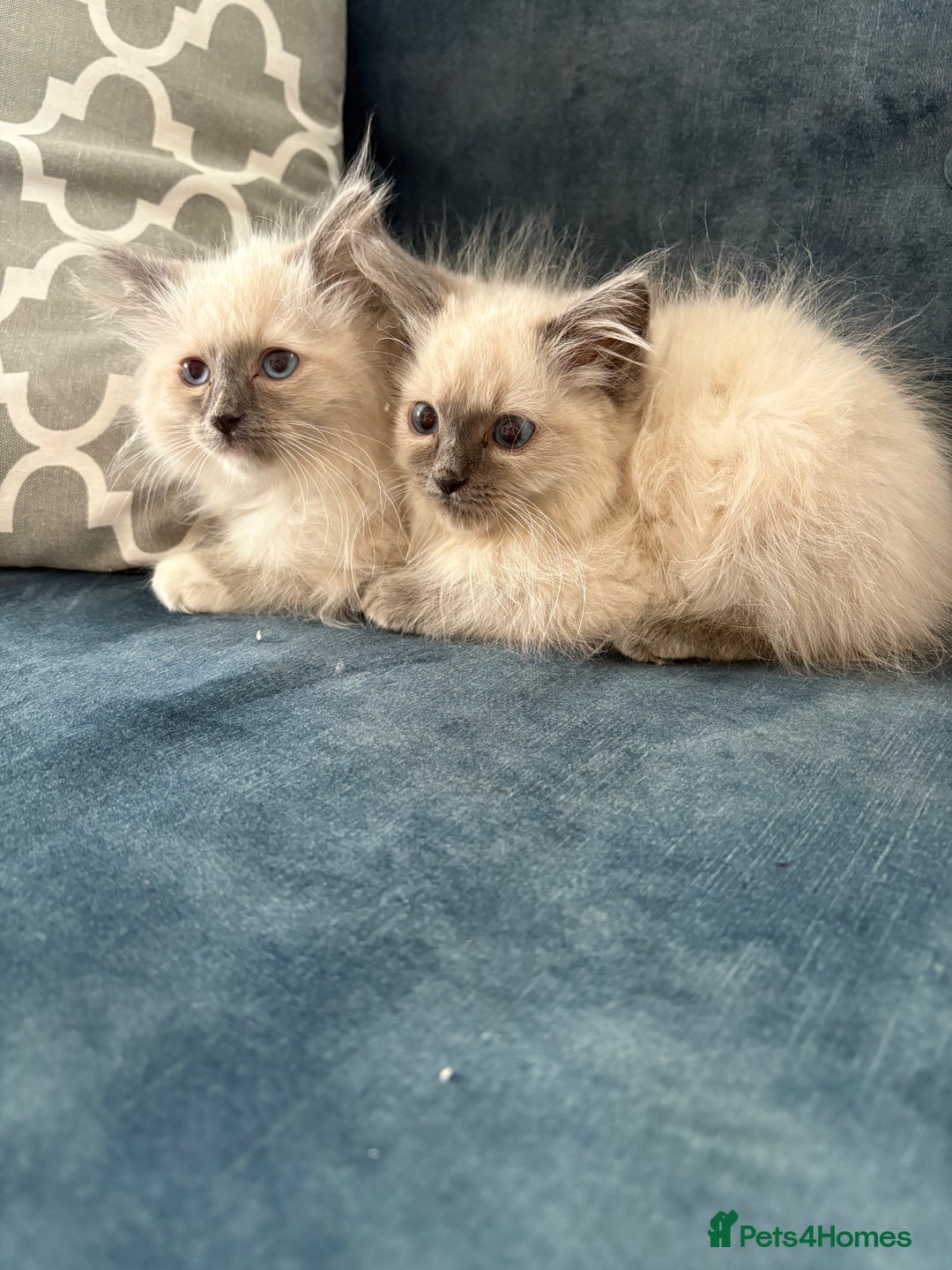 Ragdoll cats for sale: Pure ragdoll kittens  - Image 8