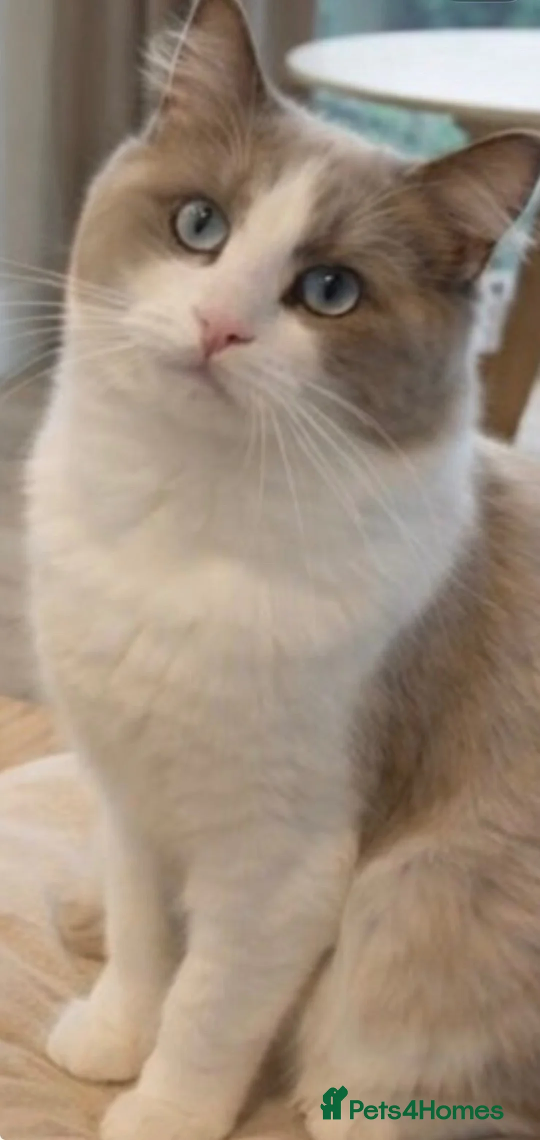 Ragdoll cats for sale: 💙 5 Pure Ragdoll Kittens Available For Sale 💙 - Advert 28