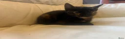 British Shorthair cats for sale: British short hair kittens  in Gillingham - Advert 7