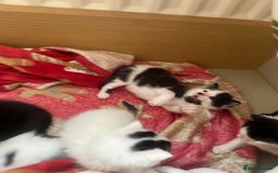 Mixed Breed cats for sale: Fluffy kittens - Image 9
