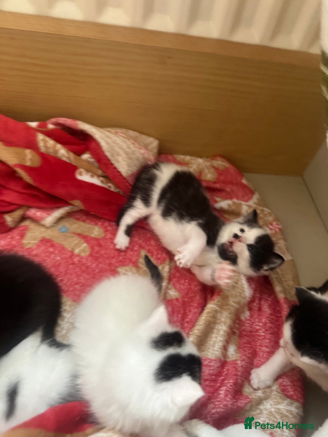 Mixed Breed cats for sale: Fluffy kittens - Image 9