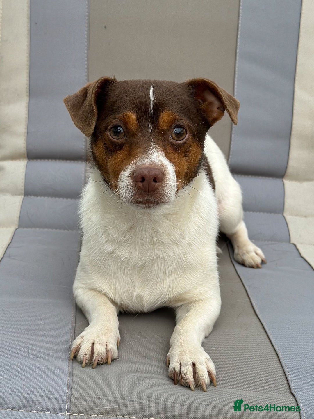 Jack Russell dogs for sale: Jack Russell puppies - Advert 4