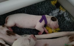 Dalmatian dogs for sale: Looking for 5* homes   - Image 5