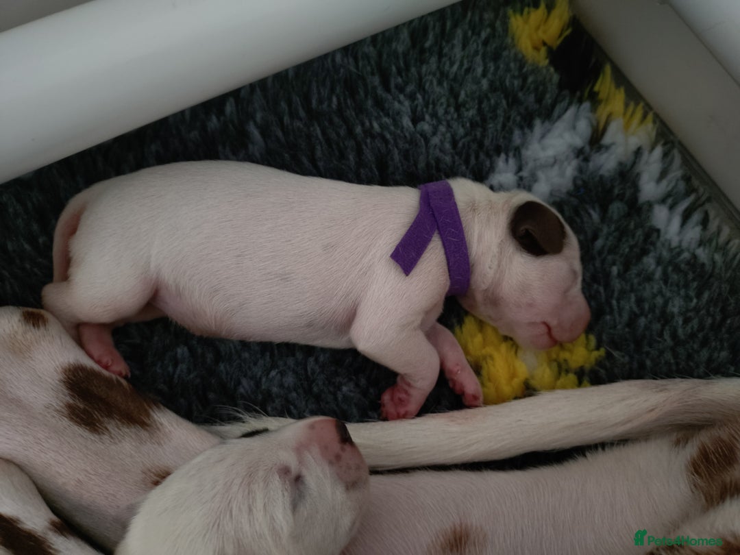 Dalmatian dogs for sale: Looking for 5* homes   - Image 5