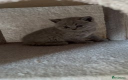 British Shorthair cats for sale: British shorthair for sale  - Image 4