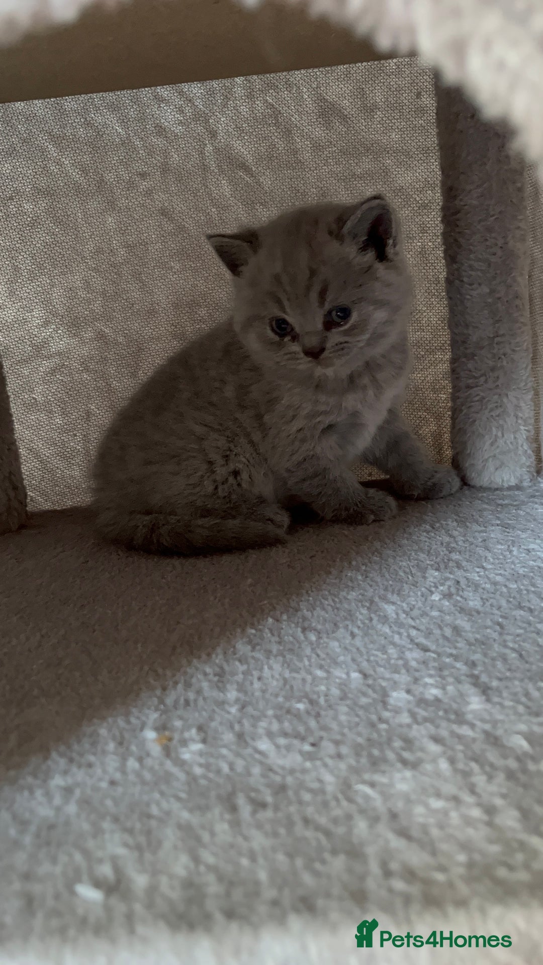British Shorthair cats for sale: British shorthair for sale  - Image 4
