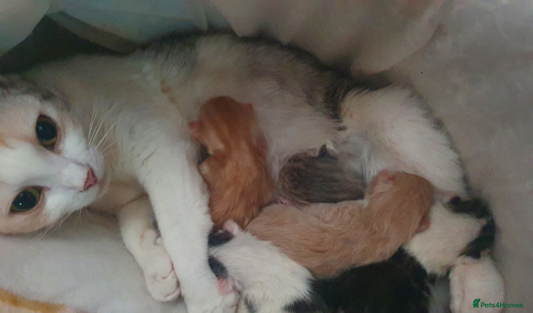 Mixed Breed cats for sale: 2 Fluffy Boys and 3 Gorgeous Girls READY NOW - Image 15