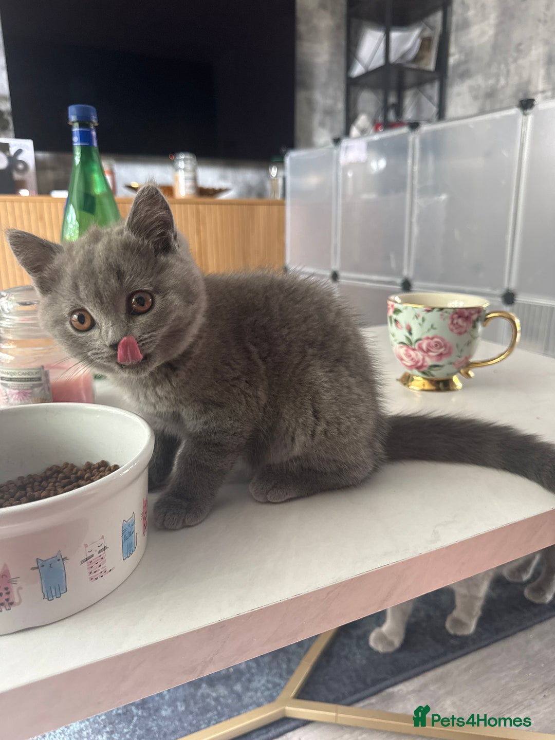 British Shorthair cats for sale: British Shorthair kittens (2 boys) - Image 10