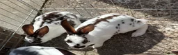 Mini Lop rabbits for sale: Rex/mini lop/mini lop x lion head bunnies. - Advert 5
