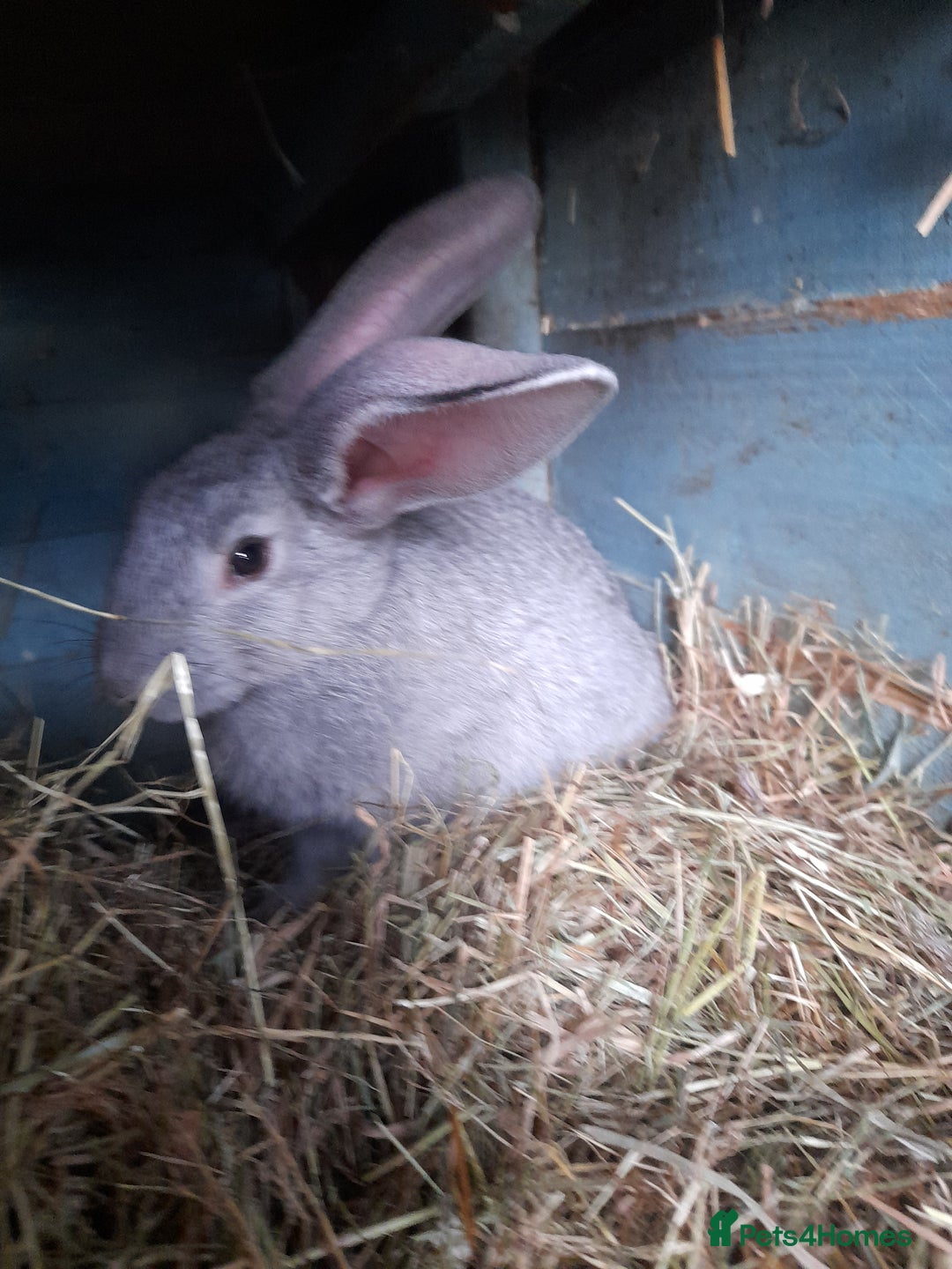 Continental Giant rabbits for sale: Beautiful Pure Giant Continental Babies  - Image 18