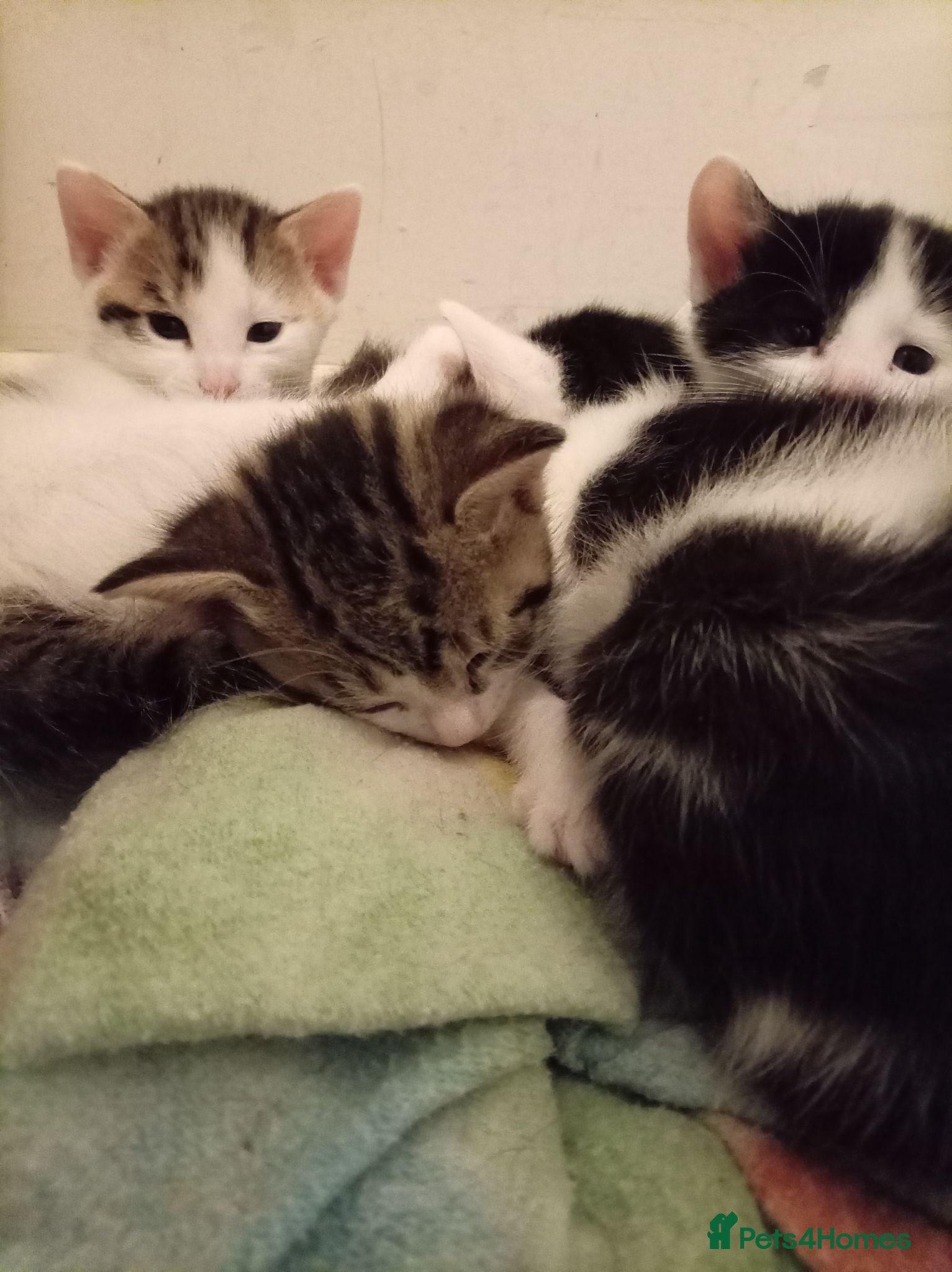 Mixed Breed cats 4 beautiful mixed kittens - Advert 12
