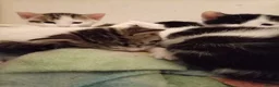 Mixed Breed cats for sale: 4 beautiful mixed kittens - Advert 1