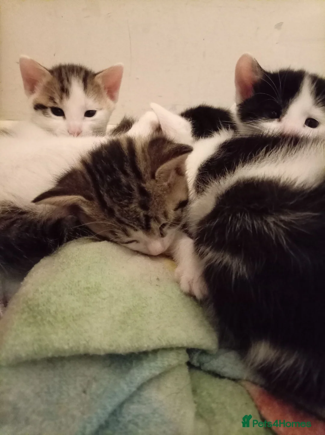 Mixed Breed cats for sale: 4 beautiful mixed kittens - Advert 1