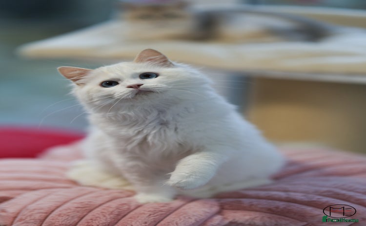 Ragdoll cats for sale - Advert 2