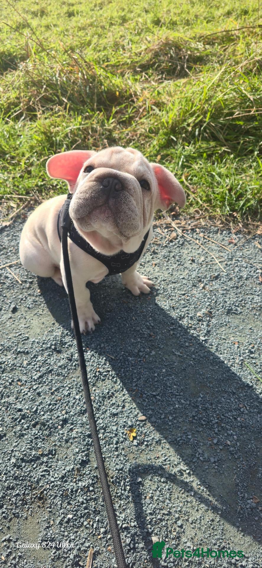 French Bulldog dogs French Bulldog  - Advert 3