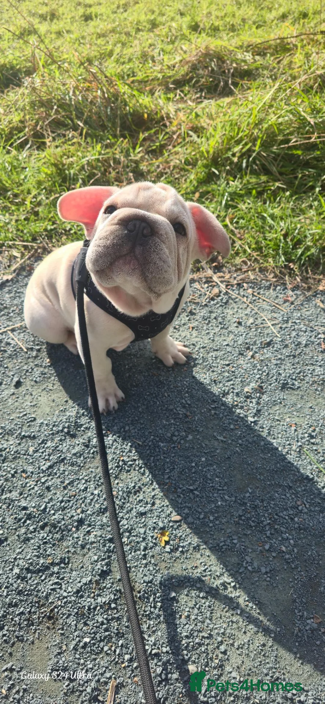 French Bulldog dogs for sale: French Bulldog  - Advert 1