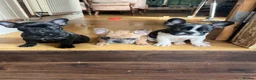 French Bulldog dogs for sale: French bulldog puppies looking for good new home  in Lancaster - Advert 9