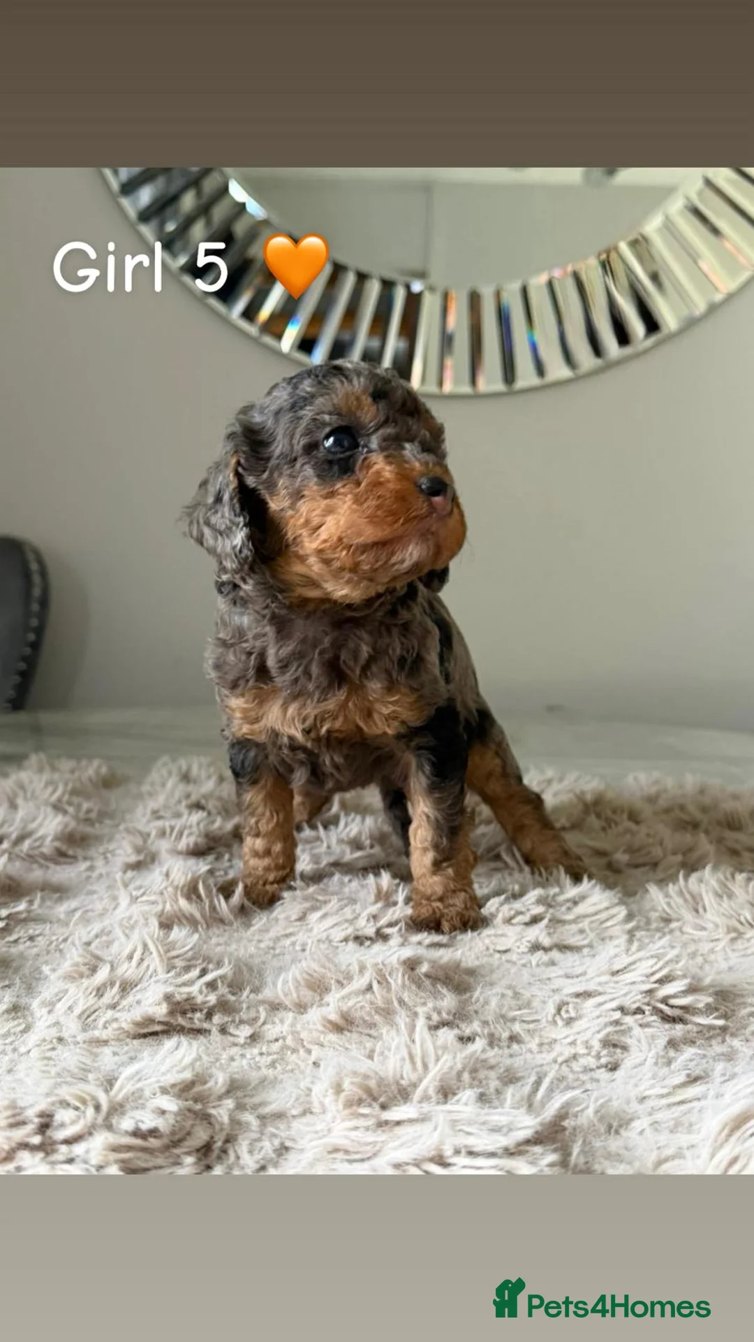 Cockapoo dogs for sale: ✨ Adorable F1B Cockapoo Puppies! ✨ in Swansea - Advert 8