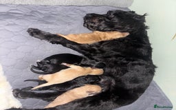 Mixed Breed dogs for sale: Cockapoochon puppies - Image 11