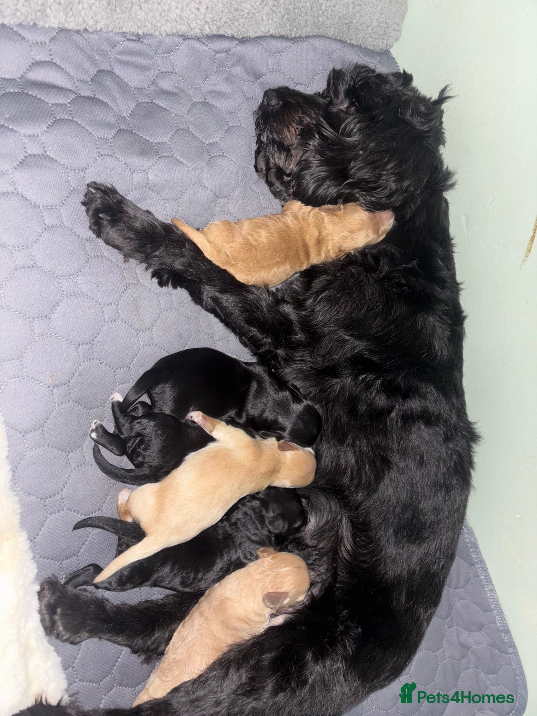 Mixed Breed dogs for sale: Cockapoochon puppies - Image 11