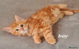 Mixed Breed cats for sale: Main Coon - Norwegian - Image 3