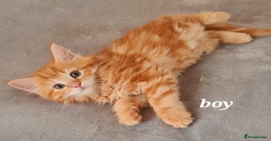 Mixed Breed cats - Advert 1
