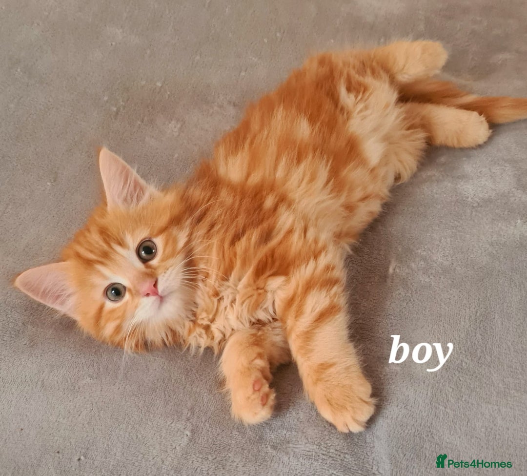 Mixed Breed cats for sale: Main Coon - Norwegian - Image 3