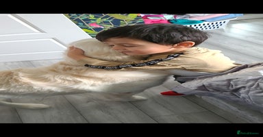 Golden Retriever dogs - Advert 12