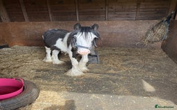 Irish Cob horses for sale: beautiful bingo 😍 - Image 6