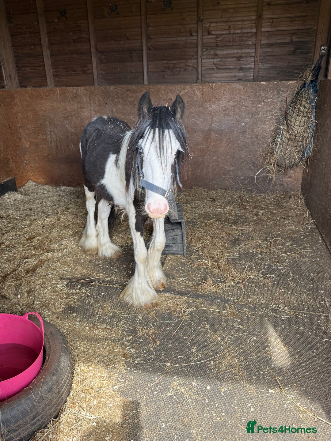 Irish Cob horses for sale: beautiful bingo 😍 - Image 6