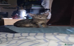 Bengal cats for sale: Mixed bengal kittens   - Image 2