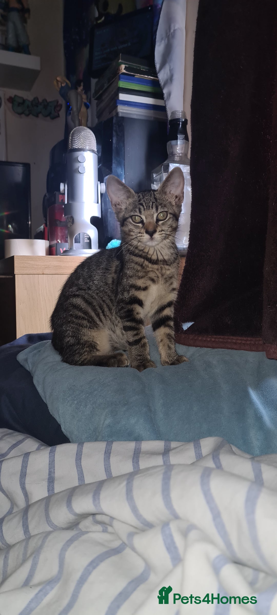 Bengal cats for sale: Mixed bengal kittens   - Image 2