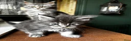 Maine Coon cats for sale: Majestic Maine Coon Kittens  - Advert 5